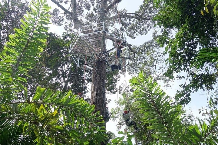 Panoramic Penang Hill & The Habitat: Canopy Bridges, 360° Views & Rainforest Trails photo 4