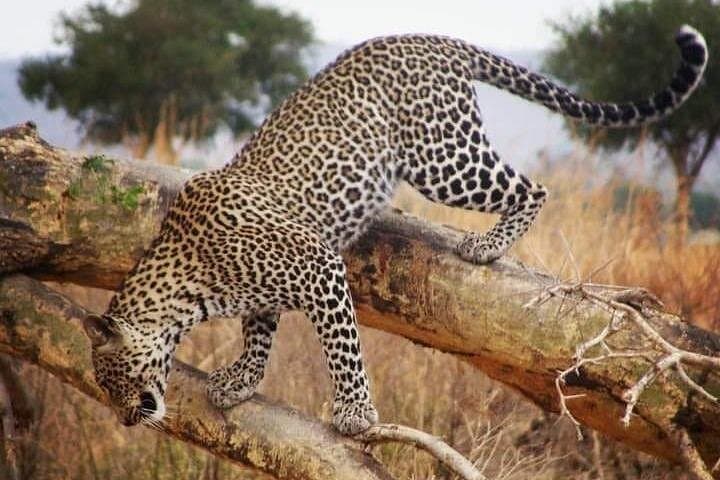 2-Day Camping Safari: Tarangire & Ngorongoro Crater Wildlife Tour photo 3