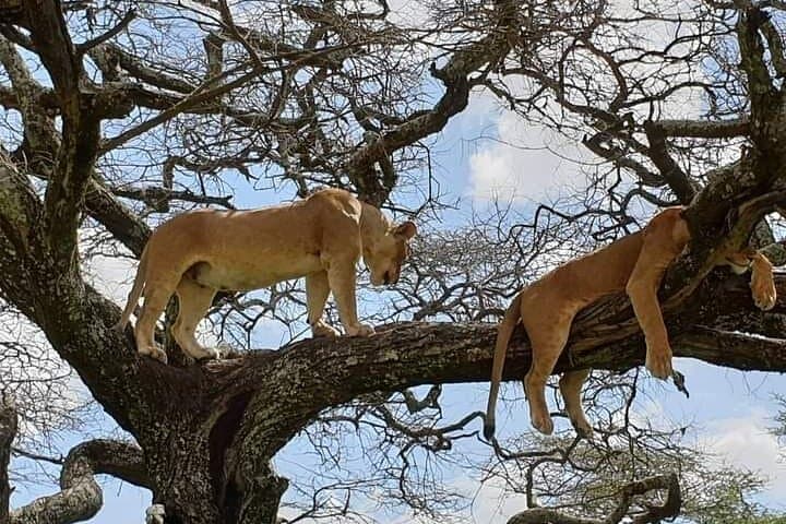 2-Day Camping Safari: Tarangire & Ngorongoro Crater Wildlife Tour photo 4