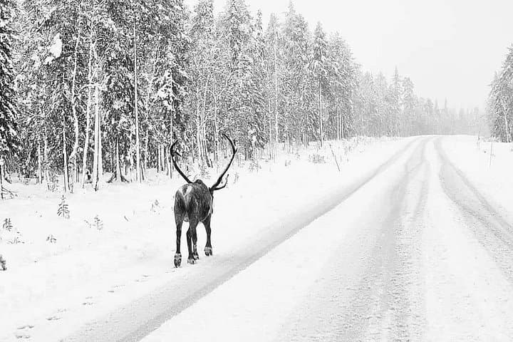 Chase the Northern Lights with the Real Santa Claus in Rovaniemi photo 3
