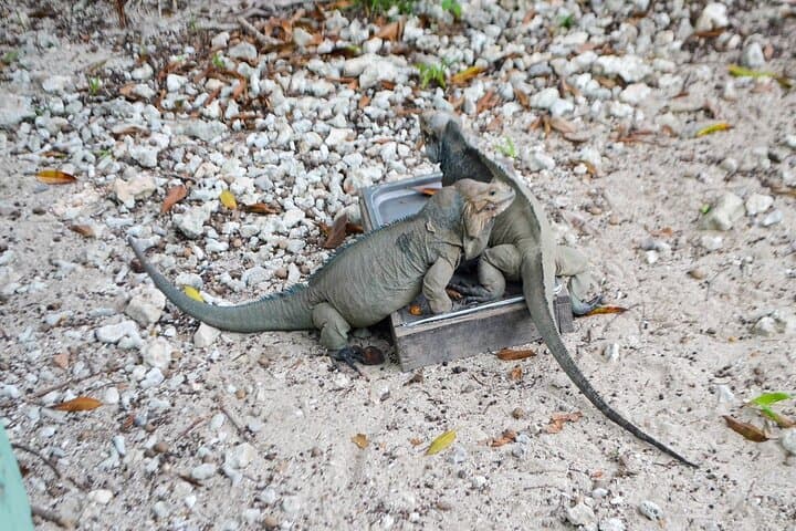 Punta Cana Wild on Caribbean Sea Super Combo: Beach, Reserve & Catamaran Day Trip photo 4