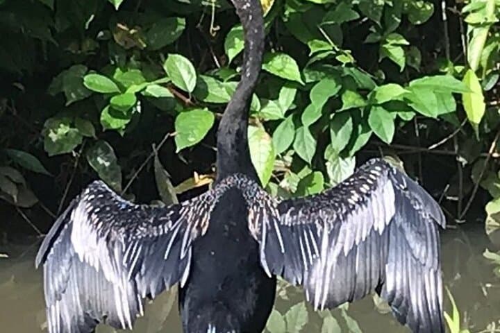 Multilingual Canoe Tour in Tortuguero National Park: Guided Wildlife and Canal Exploration photo 4