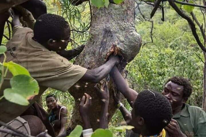 3-Day Private Lodge Safari to Lake Eyasi & Ngorongoro Crater — Hadzabe Cultural Visit photo 2
