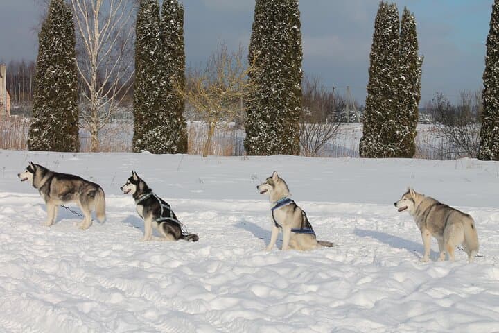 Husky Dog Sledding Near Riga — 3 km Musher Experience photo 4