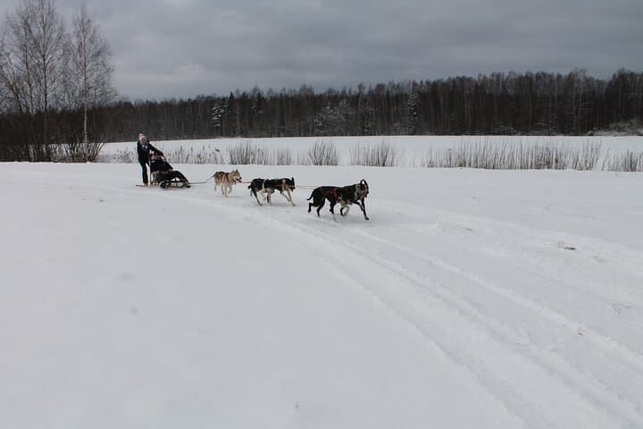 Husky Dog Sledding Near Riga — 3 km Musher Experience photo 5