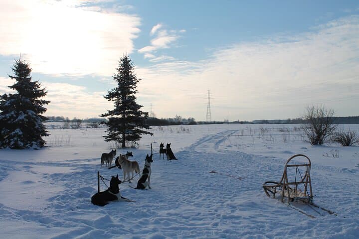Husky Dog Sledding Near Riga — 3 km Musher Experience photo 6