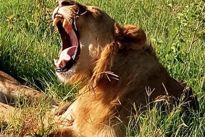 Maasai Mara 3-Day Safari: Big Five, Great Migration & Conservancy Drives photo 4
