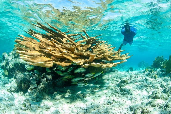 Snorkel Eco Tour Providenciales — Small-Group Reef Snorkeling in Turks and Caicos photo 4