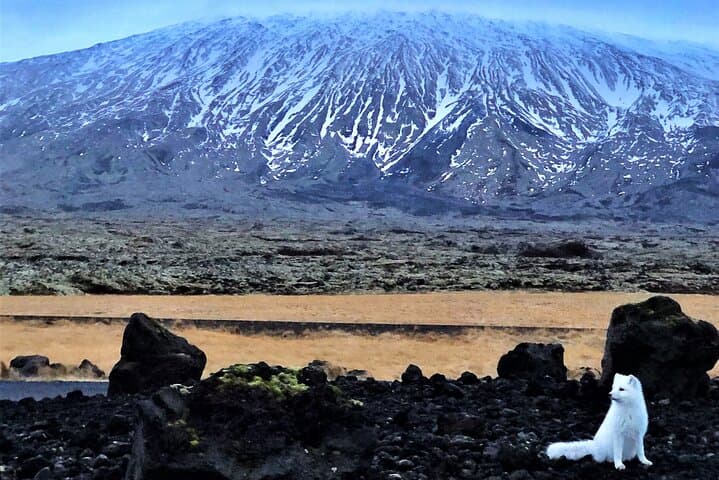 Snaefellsnes Peninsula Full-Day Tour from Reykjavik — Snæfellsjökull, Lava Fields & Coastal Walks photo 4