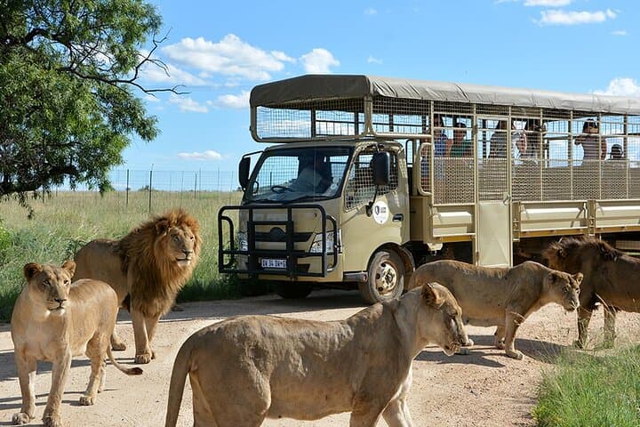 Lion & Safari Park near Johannesburg: Big Cats, Cheetahs & Plains Game Day Tour