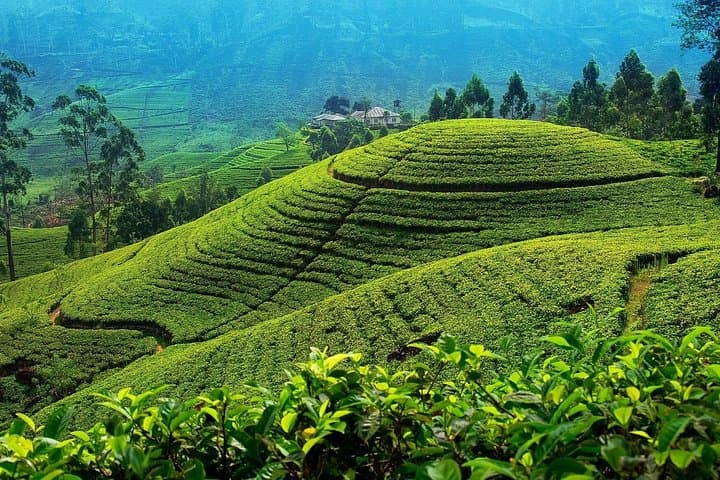 Private Two-Day Companion Tour: Kandy & Nuwara Eliya Cultural Escape photo 2