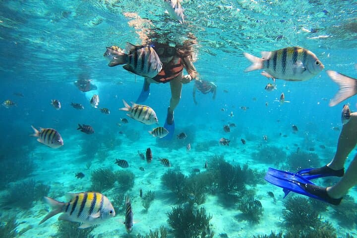 VIP Semiprivate Snorkel Tour Isla Mujeres: 4 Reefs + MUSA in 3 Hours photo 2