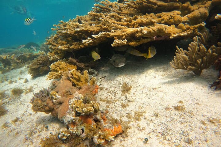 VIP Semiprivate Snorkel Tour Isla Mujeres: 4 Reefs + MUSA in 3 Hours photo 4