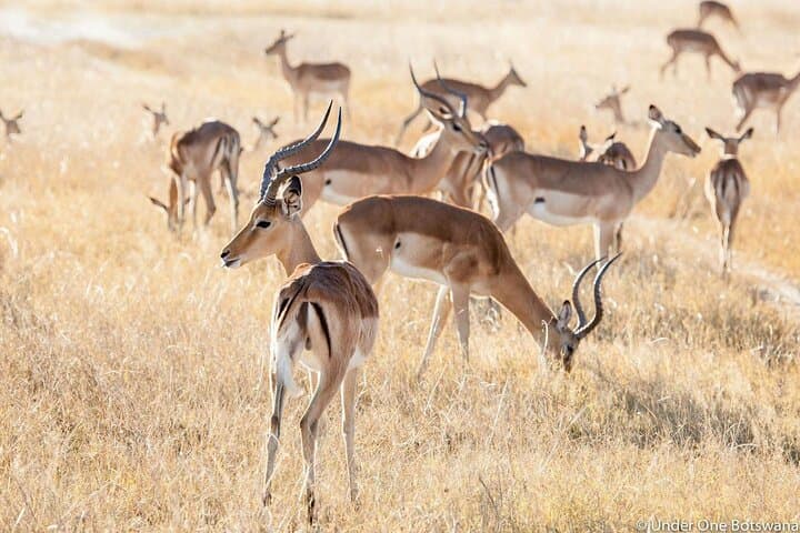Chobe National Park: Boat Cruise and Game Drive Day Trip from Kasane photo 3