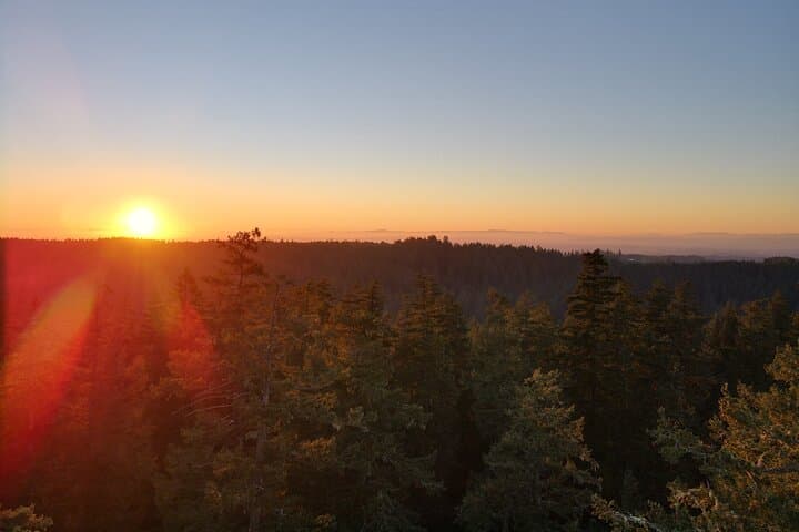 Sunset Tree Climb at Silver Falls State Park — Guided Old‑Growth Canopy Adventure
