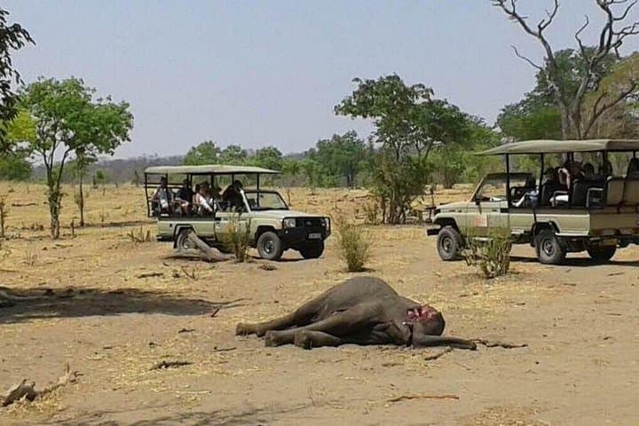 Chobe After Dark: 2-Night Camping Safari with Game Drives and River Cruise