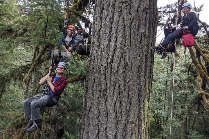 Sunset Tree Climb at Silver Falls State Park — Guided Old‑Growth Canopy Adventure photo 6