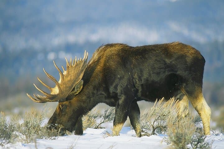 Jackson Winter Wildlife Safari: Elk Refuge Sleigh Ride & Igloo Dinner photo 2