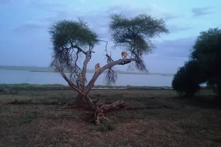 Ngorongoro, Manyara & Tarangire: 3-Day Safari from Arusha photo 4