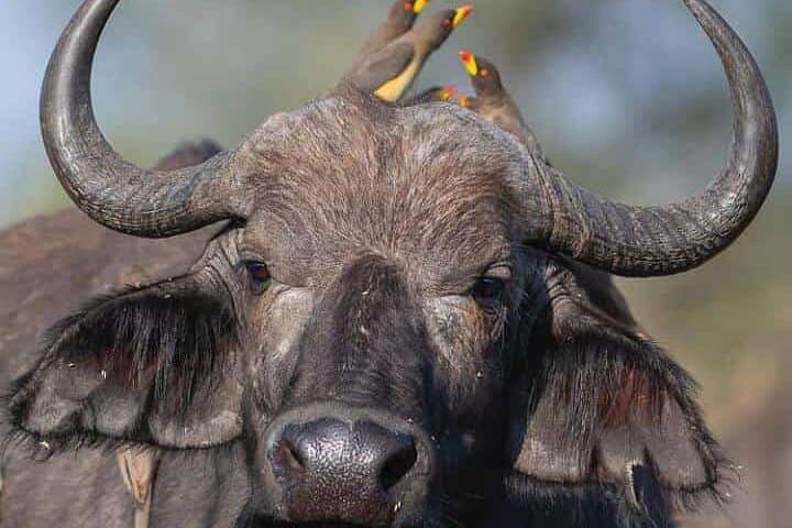 Ngorongoro, Manyara & Tarangire: 3-Day Safari from Arusha photo 5