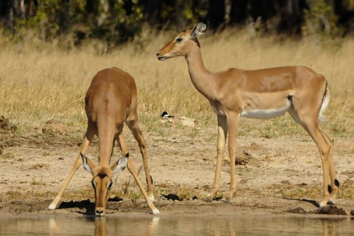 Chobe Game Drive: 3-Hour Safari Through Botswana’s Elephant Kingdom photo 4