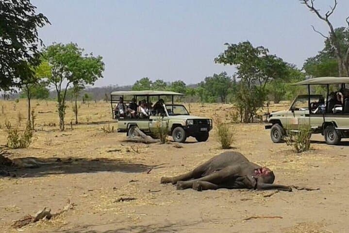 Chobe Game Drive: 3-Hour Safari Through Botswana’s Elephant Kingdom photo 5