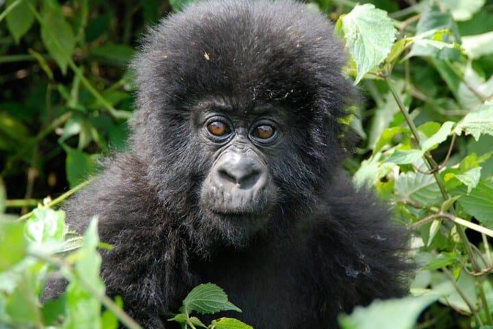 Private 3-Day Gorilla Trekking Safari in Uganda’s Bwindi