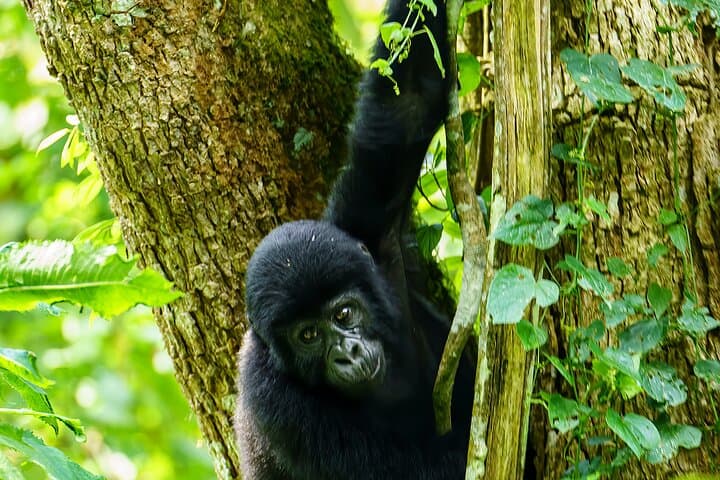 Private 3-Day Gorilla Trekking Safari in Uganda’s Bwindi photo 2