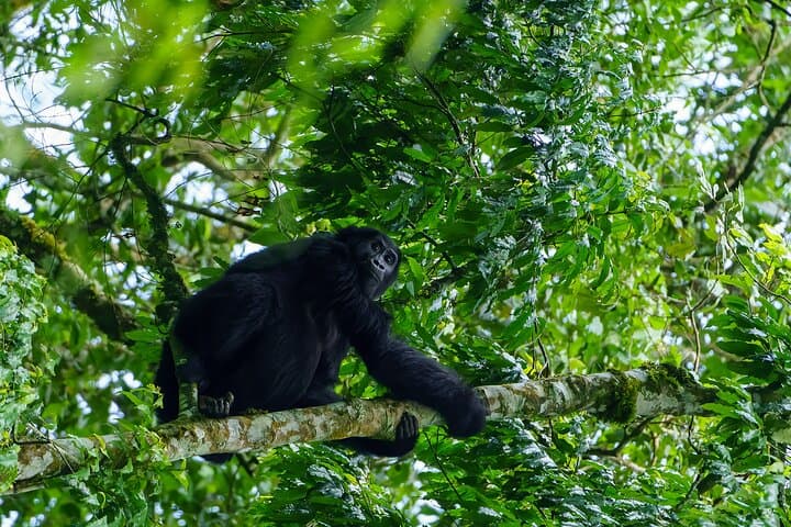 Private 3-Day Gorilla Trekking Safari in Uganda’s Bwindi photo 3