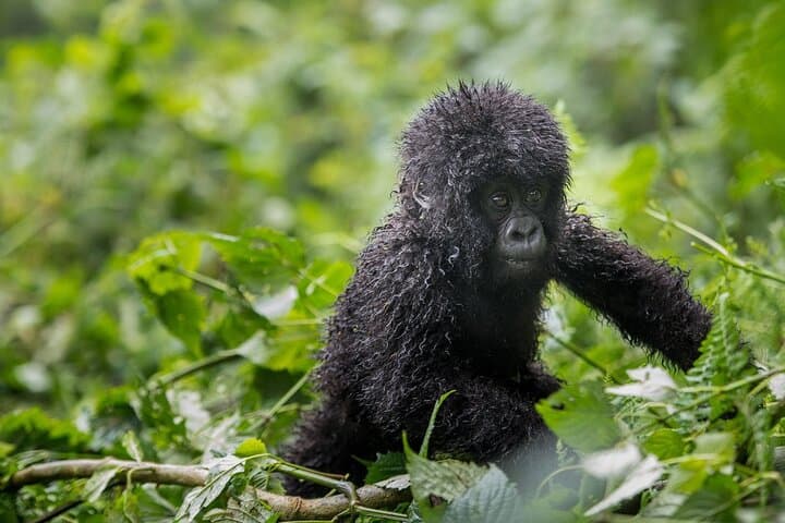 Private 3-Day Gorilla Trekking Safari in Uganda’s Bwindi photo 4