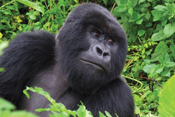 Private 3-Day Gorilla Trekking Safari in Uganda’s Bwindi photo 5