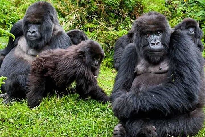 Private 3-Day Gorilla Trekking Safari in Uganda’s Bwindi photo 6