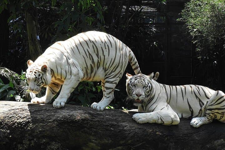 Singapore Full-Day Private Family Tour: Zoo, River Safari & Night Safari photo 2