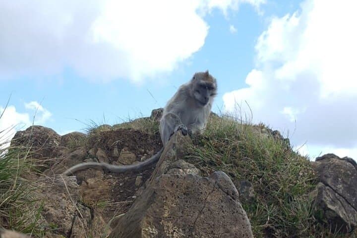 Hike Le Pouce: 3‑Hour Private Trek to Mauritius’ Thumb Peak photo 5