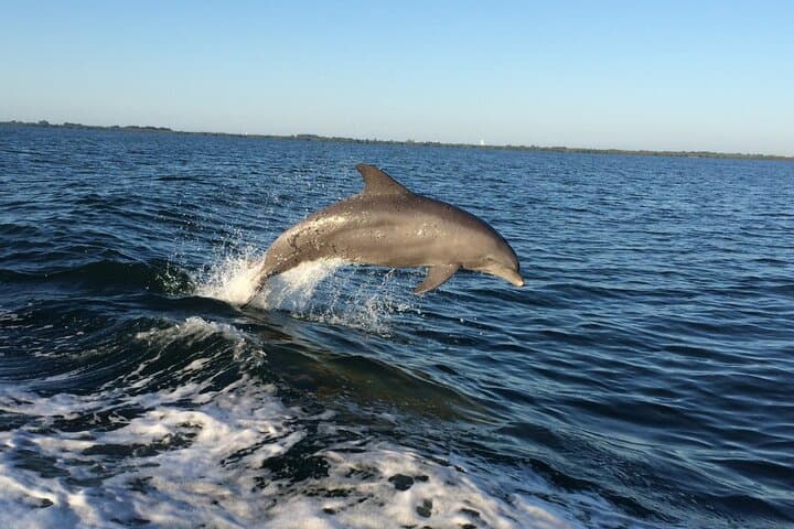 Dolphin Watching Cruise at John's Pass — Hubbard's Marina Eco Tour (90 min) photo 2