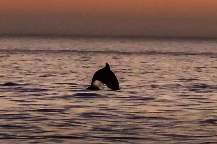 Dolphin Watching Cruise at John's Pass — Hubbard's Marina Eco Tour (90 min) photo 3