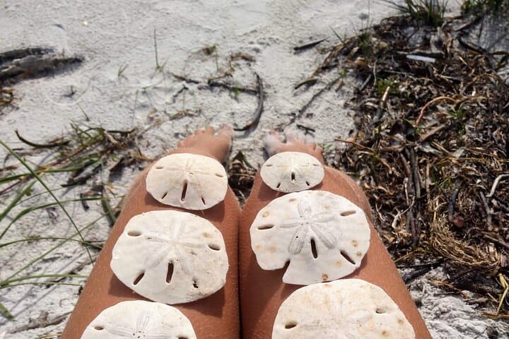 Shell Key Ferry from Fort De Soto — Day Trips and Island Camping near ...
