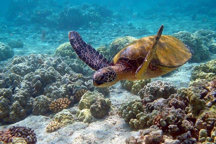 Tulum, Akumal & Cenotes: History, Sea Turtles and Snorkel Adventure photo 4
