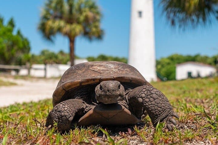 Egmont Key Ferry from Fort De Soto Park: Shelling, Snorkel & Fort Dade Day Trip photo 1