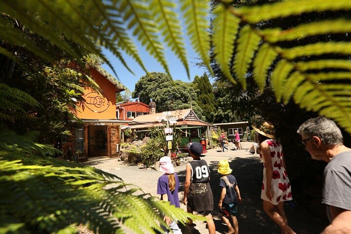 Driving Creek Railway: Coromandel's Hand-Built Mountain Train Experience photo 2