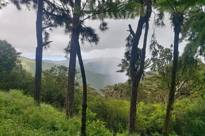 Black River Gorges Private Hike: Waterfalls, Endemic Birds & Forest Trails photo 2