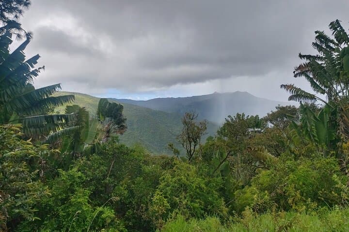 Black River Gorges Private Hike: Waterfalls, Endemic Birds & Forest Trails photo 3