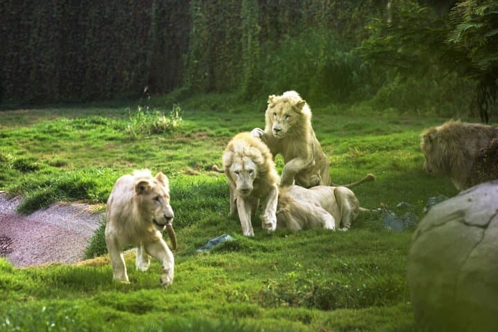 Dubai Safari Park Explorer: Full-Day Admission with Private Pickup