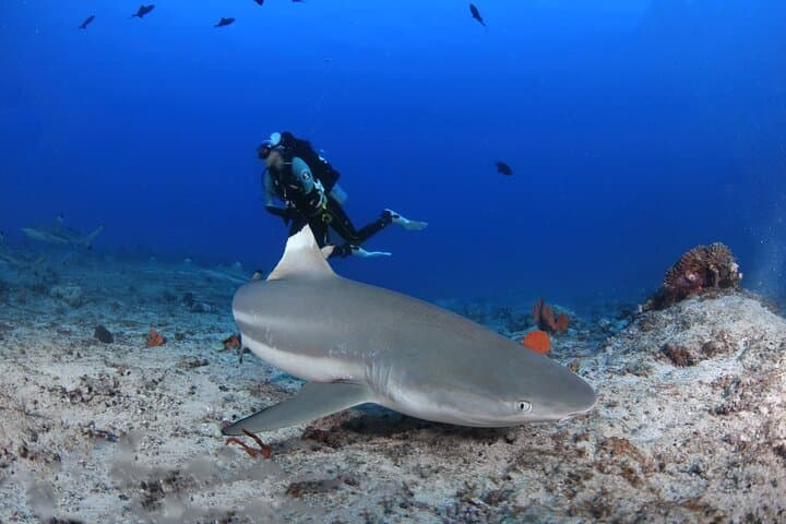 Private 5-Day Morotai Scuba Diving Trip — Wrecks, Sharks & Island Hopping photo 2
