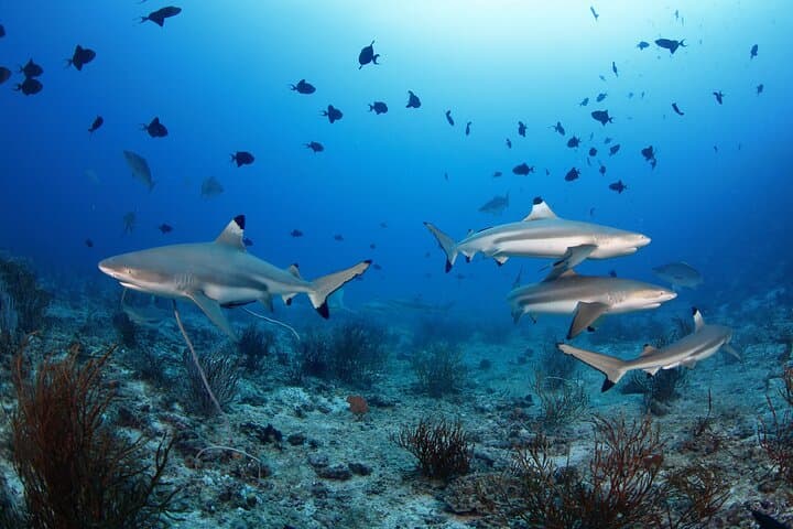 Private 5-Day Morotai Scuba Diving Trip — Wrecks, Sharks & Island Hopping photo 3