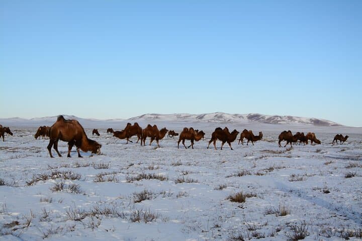 Gobi Desert Winter Escape: Private 6-Day Mongolia Tour