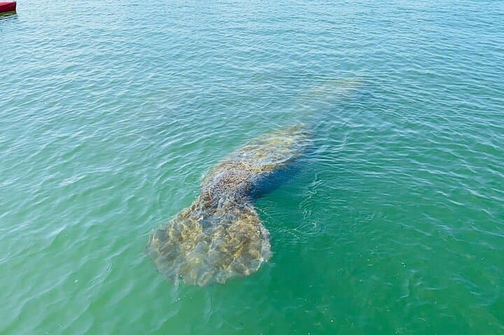 Pedal Kayak Eco Tour Marco Island & Naples — Easy Hobie Mangrove Safari photo 3