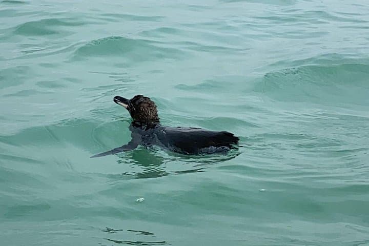 Kayak and Snorkel Isabela Island: Wildlife at Puerto Villamil photo 2