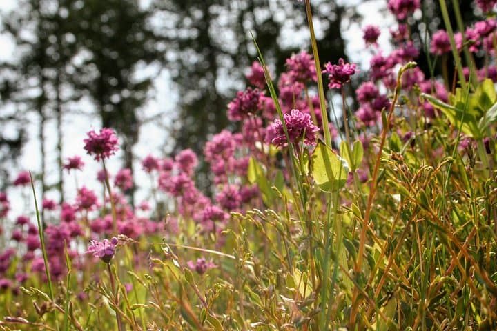 Half-Day Guided Nature Hike Near Victoria — Coastal Forests, Garry Oak Meadows & Beaches photo 2