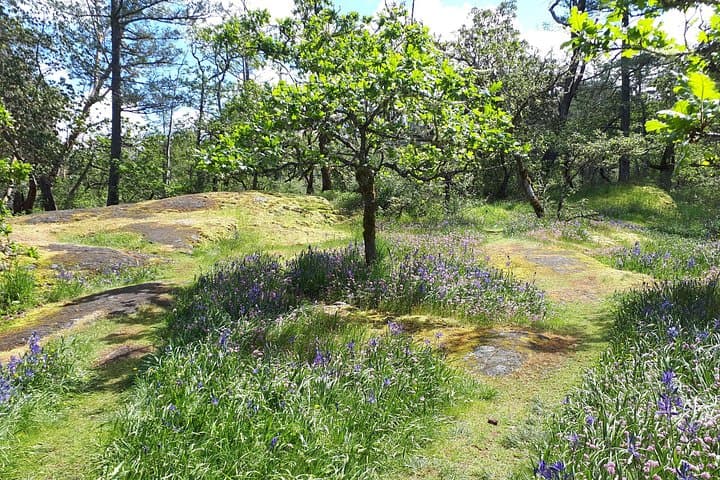 Half-Day Guided Nature Hike Near Victoria — Coastal Forests, Garry Oak Meadows & Beaches photo 4